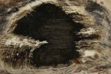 Polished, Petrified Wood (Metasequoia) Slab - Oregon #248733-1